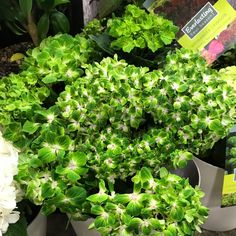 several potted plants with green leaves and white flowers in the middle one plant has bright green foliage on it