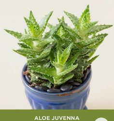 aloe juvena tiger tooth aloe in a blue pot with green leaves