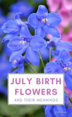 blue flowers with the words july birth flowers and their meaningss in front of them