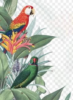 two colorful parrots sitting on top of green leaves and flowers, against a white background