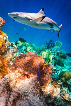 a large shark swimming over a colorful coral reef