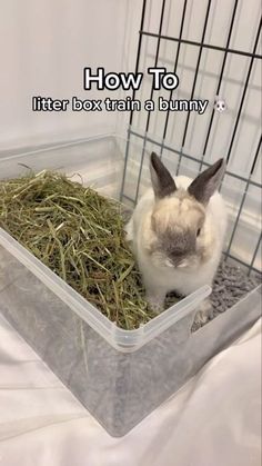 a rabbit sitting in a cage with hay on the floor and text overlay how to litter box train a bunny