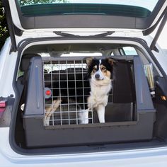 a dog is standing in the back of a car with its caged door open