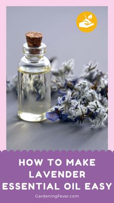 Make Lavender Essential Oil, Lavender Oil Diy, Lavender Essential Oil Diy, Lilac Essential Oil, Lavendar Oil, Lavender Uses, Diy Lavender, Lavender Crafts, Floral Essential Oils