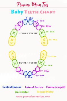 the teeth chart for baby teeth