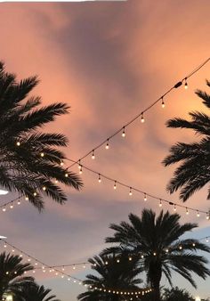 palm trees with lights strung from them at dusk