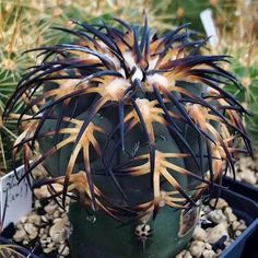 a large green cactus with brown and white flowers in a planter filled with rocks