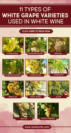 the different types of white grapes used in wine info sheet for each type of grape