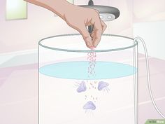 a hand sprinkles water into a glass container with jellyfish in it