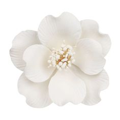 a white flower is shown on a white background