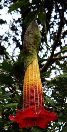 a red and yellow flower hanging from a tree