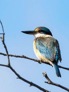 a bird sitting on top of a tree branch with blue sky in the back ground