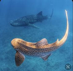 two large fish swimming next to each other in the ocean