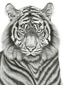 a pencil drawing of a tiger sitting down