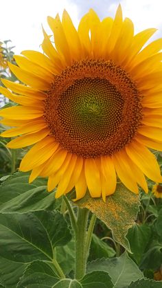 a large yellow sunflower standing in the middle of a field