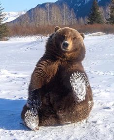 a brown bear sitting in the snow with his paw on it's chest and paws up