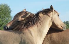 two brown horses standing next to each other