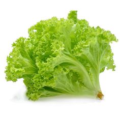 lettuce on white background with clipping for text