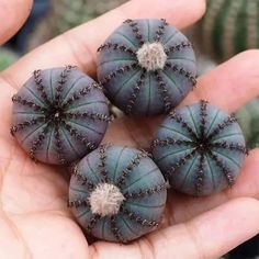 three small blue flowers in the palm of someone's hand with cacti behind them