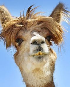 an alpaca with its hair blowing in the wind, looking at the camera