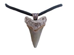 Mako Shark Tooth Necklace. The Tooth measure 1 3/4" L x 1 1/4" W and measures overall2" long with detailed pendant bail. The 28" long adjustable soft buckskin leather thong and you can easily cut to desired length.  This tooth comes from Bone Valley located in Central Florida. The tooth has some feeding wear, but overall in Good Shape! It's a small beautiful tooth from a powerful shark!   Comes inside organza bag. makes a nice gift. Your tooth will last a long time if cared for properly. Remembe Shark Tooth Pendant, Mako Shark, Beautiful Teeth, Tooth Pendant, Animal Teeth, Pendant Bail, Artisan Jewelry Necklaces, Shark Tooth Necklace, Tooth Necklace