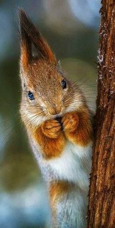 a squirrel is standing up against a tree