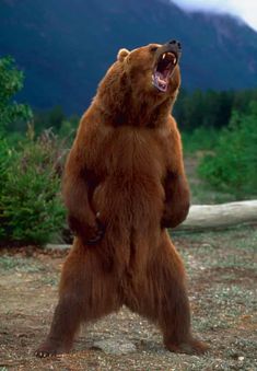 a large brown bear standing on its hind legs with it's mouth wide open