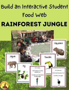 an interactive student's food web rainforest jungle activity with pictures of animals and plants