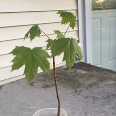 a small green leafy plant in a clear plastic cup on a concrete table outside