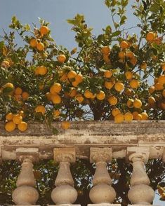 there are many lemons growing on the tree