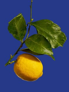 a lemon hanging from a tree branch with leaves