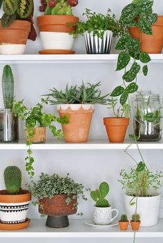 several potted plants are sitting on the shelves