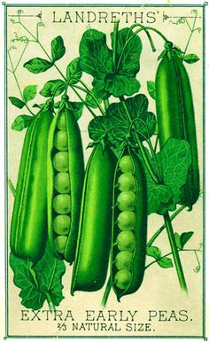 an old postcard with peas and green leaves on it's side, from the late 19th century