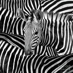 a herd of zebra standing next to each other