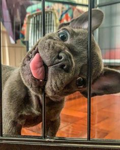 a dog sticking its tongue out through the bars of a cage