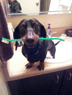 a black and brown dog sitting on top of a bathroom sink holding a toothbrush in it's mouth