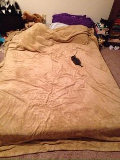 an unmade bed with two cats on the floor and one cat laying in the middle