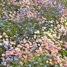 a field full of wildflowers and green grass