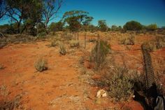 a dog is laying down in the middle of an arid area with trees and bushes