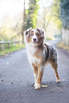 a brown and white dog standing on the side of a road next to a forest