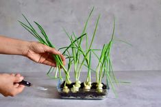 someone is holding their hand over some green plants that are growing from the soil in a glass container