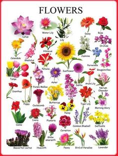 a poster with different types of flowers on it's sides and the words tips de flores