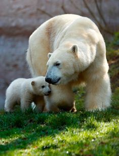 a mother polar bear and her cub are standing in the grass near a rock wall