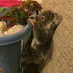 a baby koala is sitting in a cage next to a potted plant