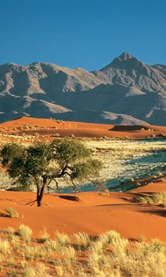 a lone tree in the desert with mountains in the background