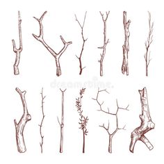 the different types of trees drawn in pencil on white paper stock photo, images and royalty illustrations