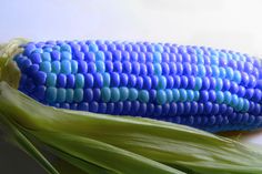 corn on the cob with blue and green colors