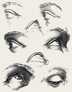 an image of different types of eyes