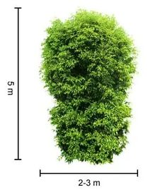 a tall green bush sitting on top of a white floor next to a measuring line