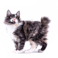 a black and white cat standing on top of a white floor in front of a white background